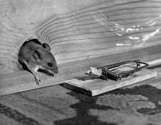 Rodent Control Tampa 1 Rodent Control Tampa