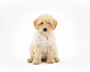 Schnoodle