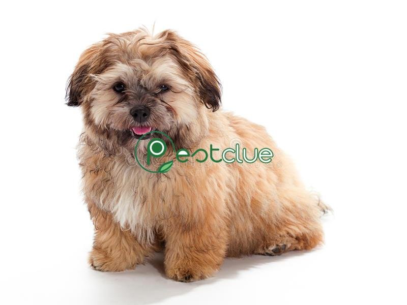 13 Mixed-Breed Dogs That Don’t Shed a Lot