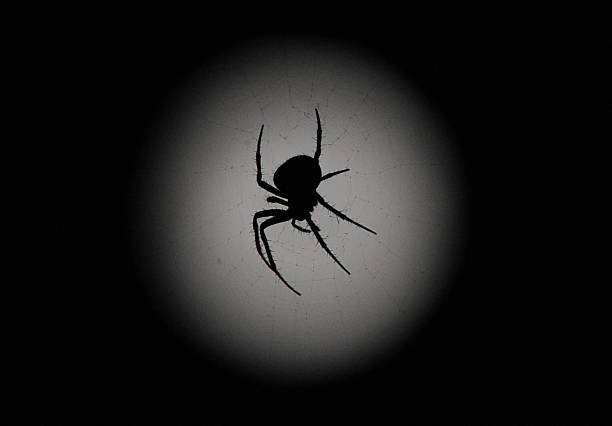 Spider Infestation
