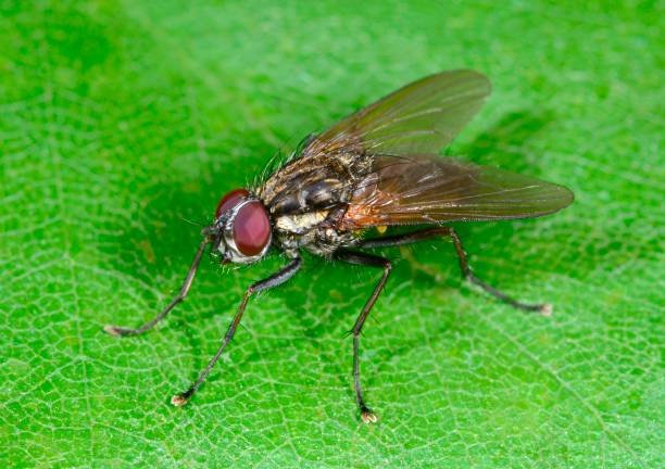 Stable Flies: Facts and How to Get Rid | Pestclue