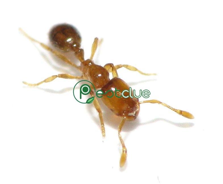 How to get rid of thief ant