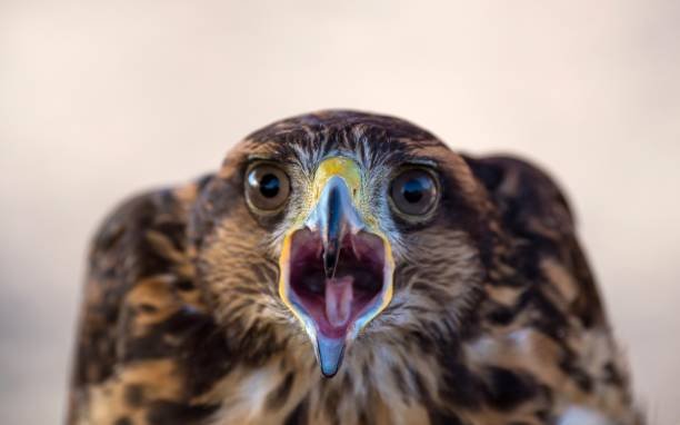What Do Baby Hawks Eat