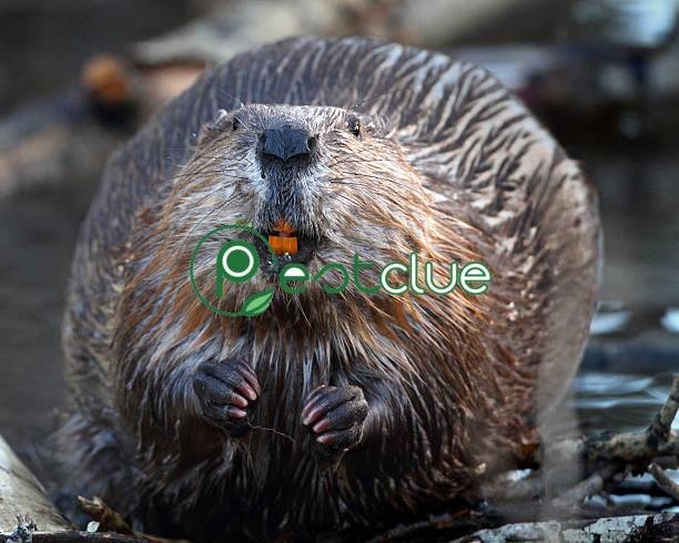 What Do Beavers Eat