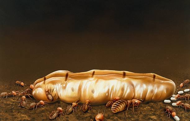 What Do Termite Eggs Look Like