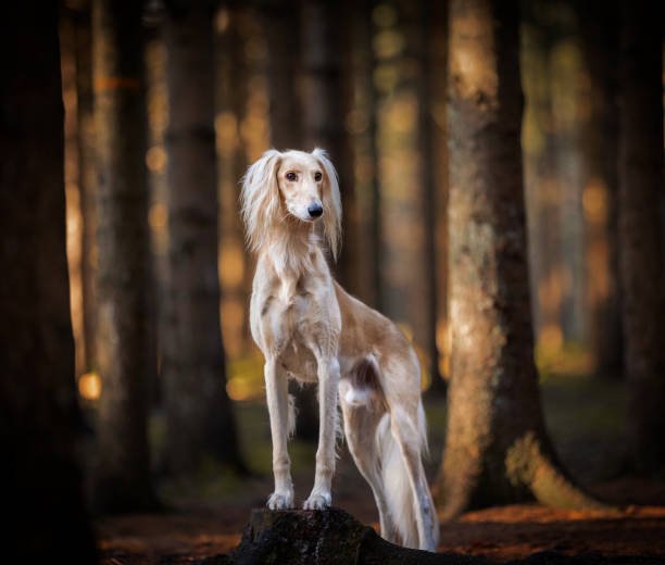 What Dog Is Closest To a Wolf? 2 What Dog Is Closest To a Wolf