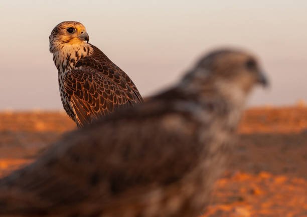 What Is a Group of Hawks Called