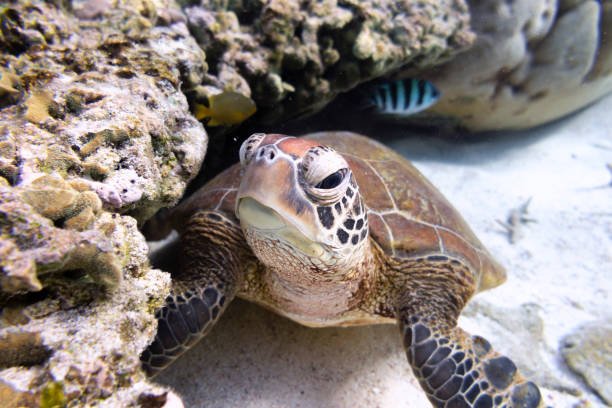 When Do Sea Turtles Lay Eggs