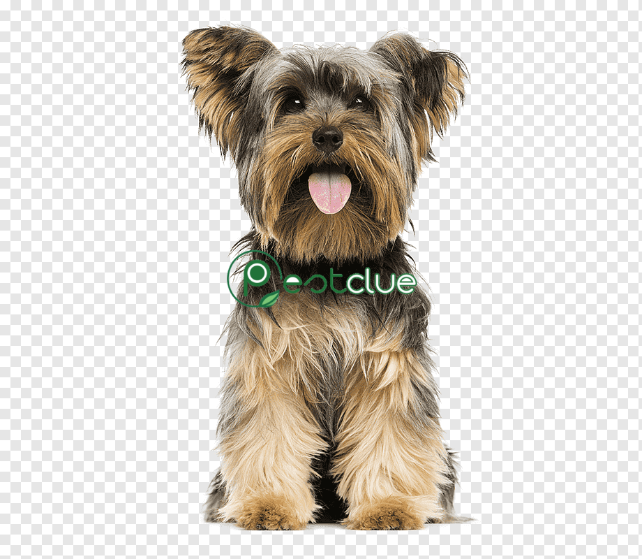 Mixed-Breed Dogs That Don’t Shed a Lot
