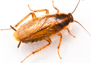 German Roach Clean Out Preparation