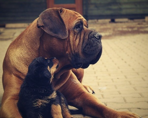 Shar Pei Rottweiler Mix