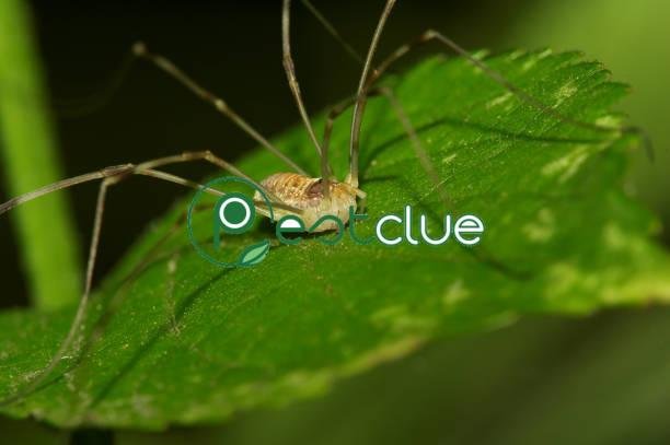 How Do You Get Rid Of Daddy Long Leg Spiders? | Pestclue