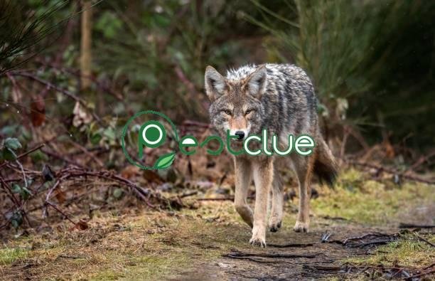 Do coyotes hunt during the day