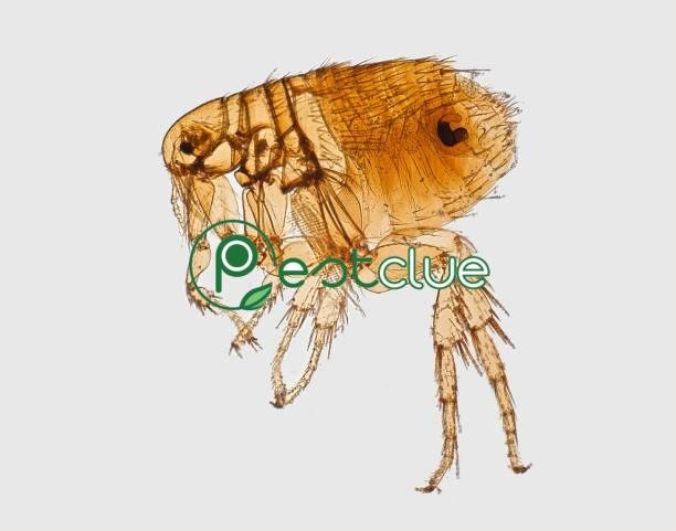 How to get rid of fleas on mattress