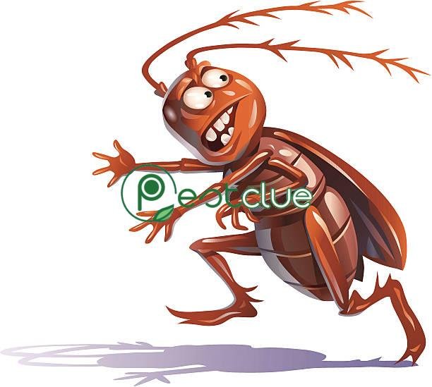 How Many Legs Do Cockroaches Have