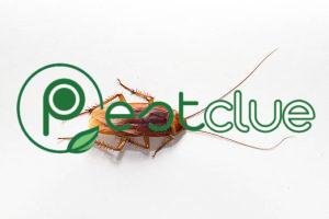 How Many Legs Do Cockroaches Have? 2 How Many Legs Do Cockroaches Have