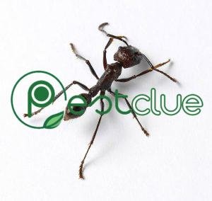 How to Get Ants Out of Your Walls