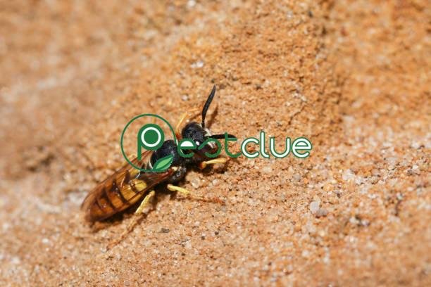 How to Get Rid of Sand Wasps