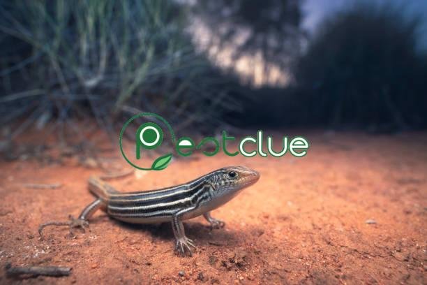 How to Get Rid of Skinks