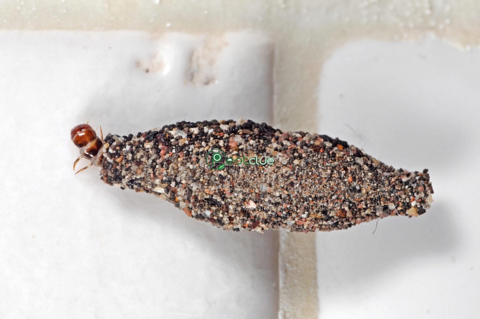Plaster Bagworms in the House