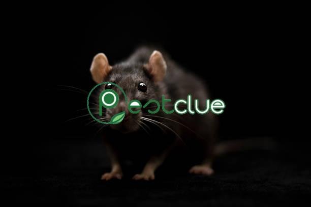 Rodent Exclusion