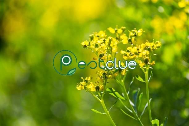 Rue plant