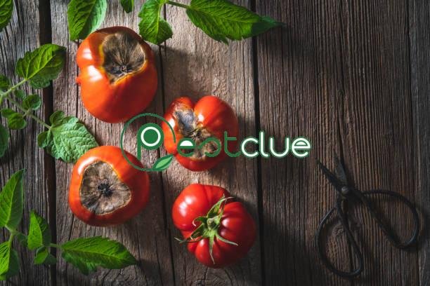 Tomato Pests and Diseases 2 Tomato Pests and Diseases