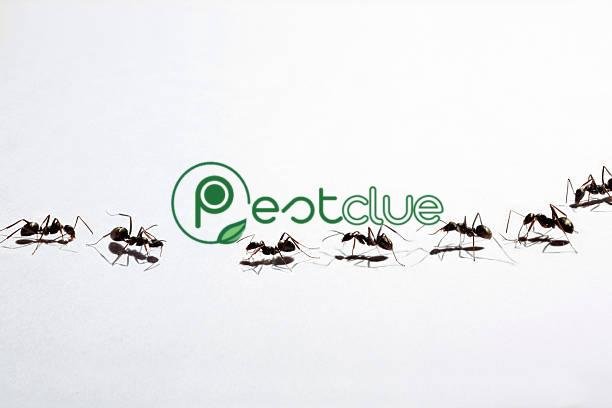 Natural Ant Pesticide