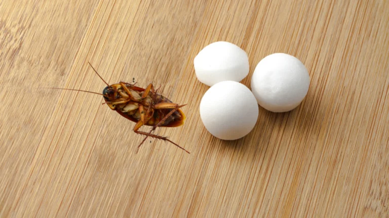 Do mothballs Repels roaches