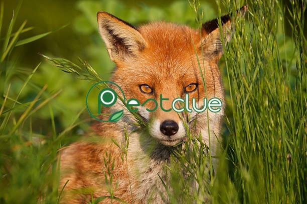What Repels Fox