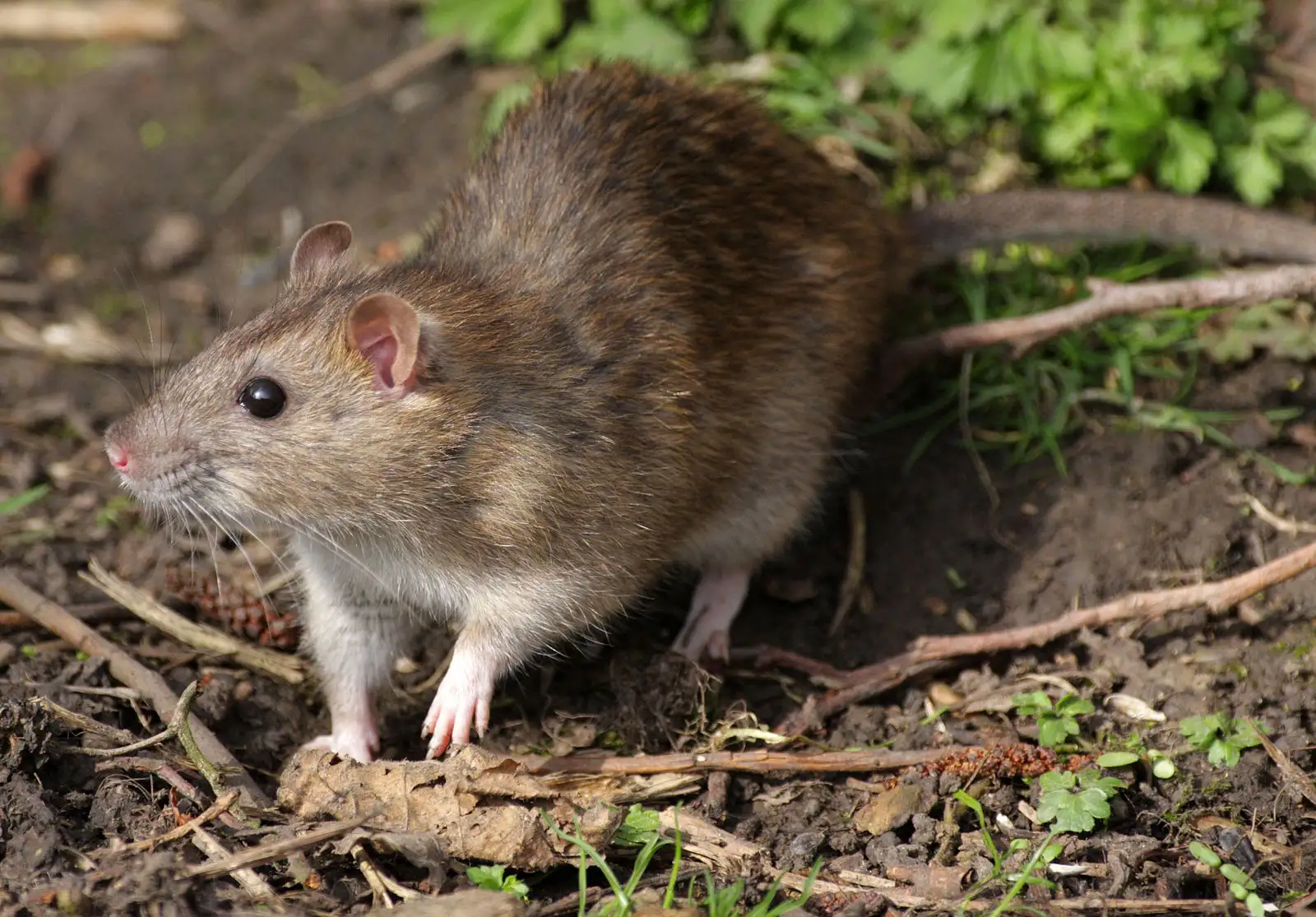 What smells Keeps Rats Away