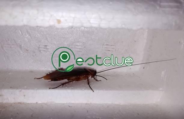 Where Do Roaches Hide