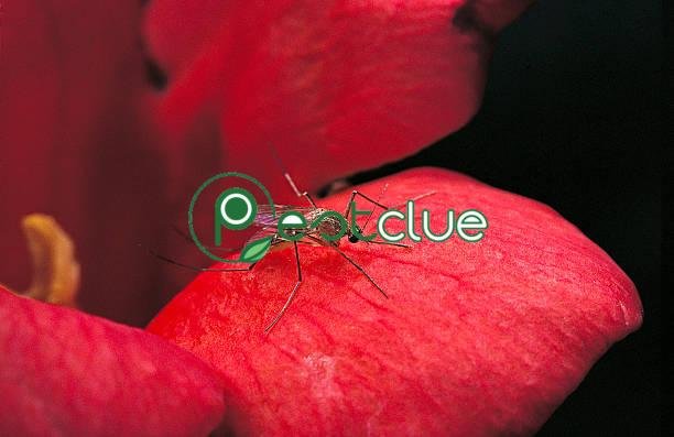 4 Colors That Attract Mosquitoes