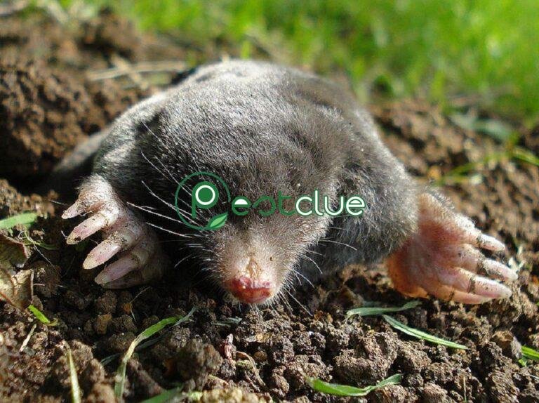 Killing Moles With Marshmallows