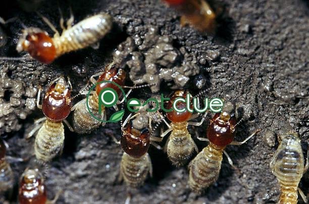 Termites in Mulch