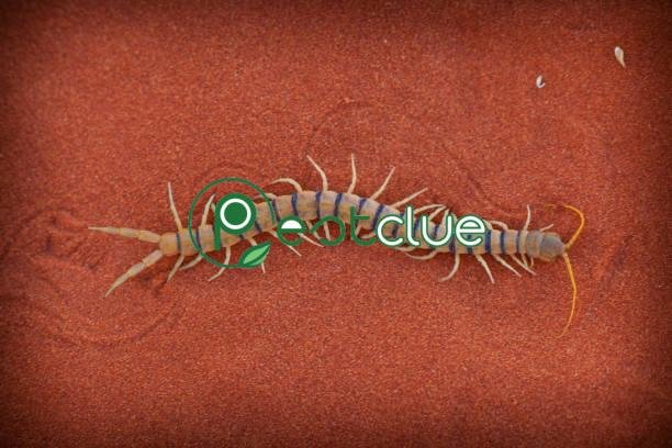 Do House Centipedes Bite Humans? 2 Do House Centipedes Bite Humans?
