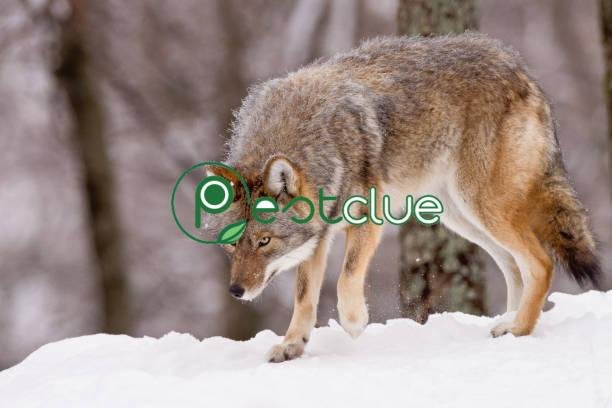 What Do Coyotes Hunt?