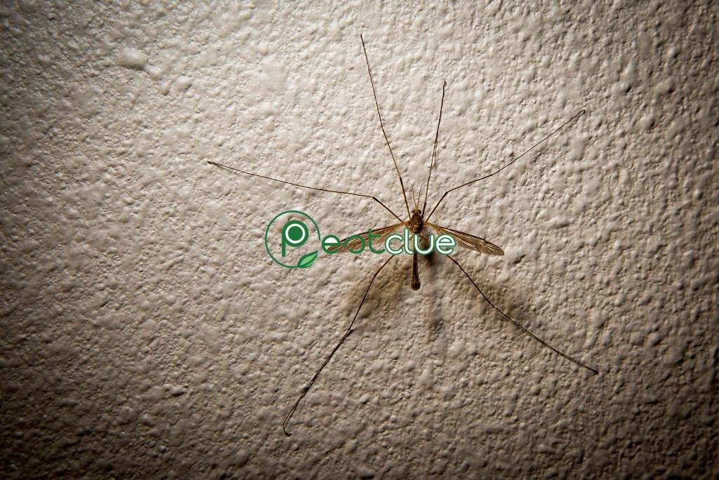 Do Mosquito Hawks Actually Eat Mosquitoes?