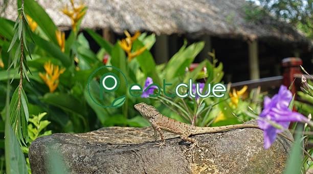 How to Get Rid of Lizards in Your Yard