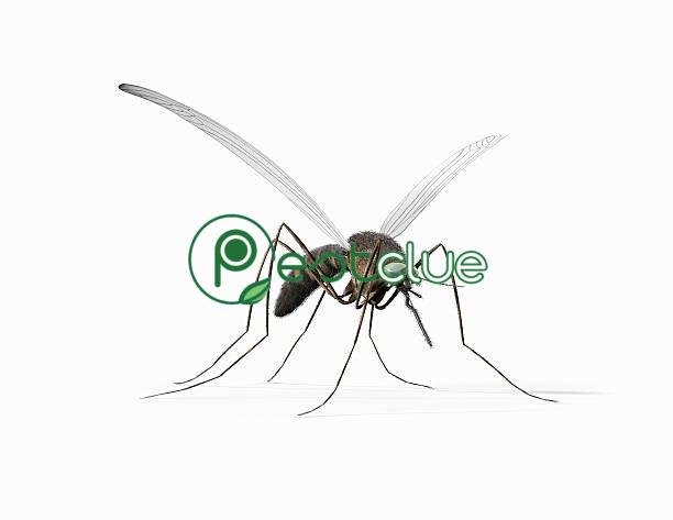Why do Mosquitoes Exist