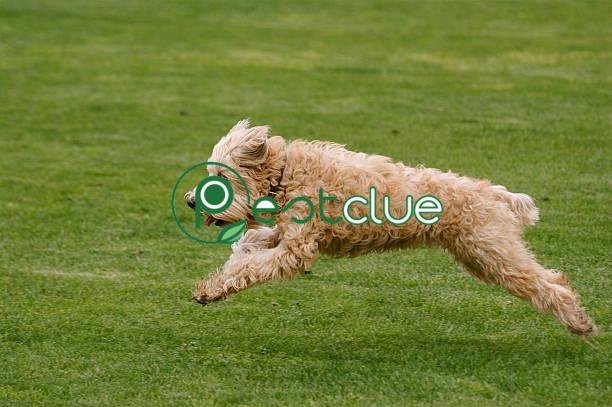 soft-coated wheaten terrier
