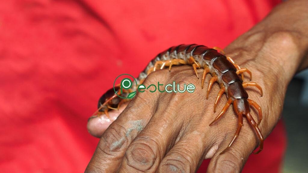 Do House Centipedes Bite Humans? 3 Do House Centipedes Bite Humans?