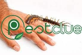 Do House Centipedes Bite Humans?