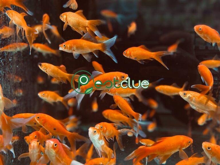 Basic Fish Care Tips