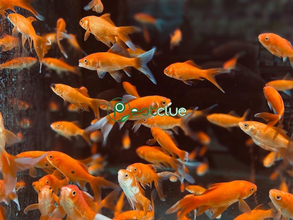 Basic Fish Care Tips
