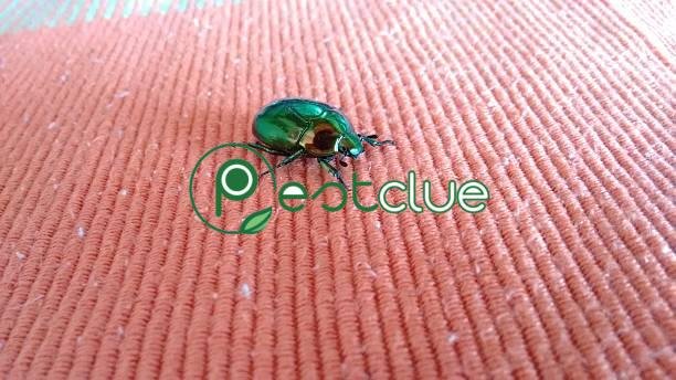 Carpet Beetle