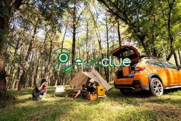 How to Get Rid of Ants in Your Car: 5 Ways