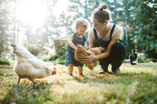 How To Raise Good Quality Chickens On Your Own