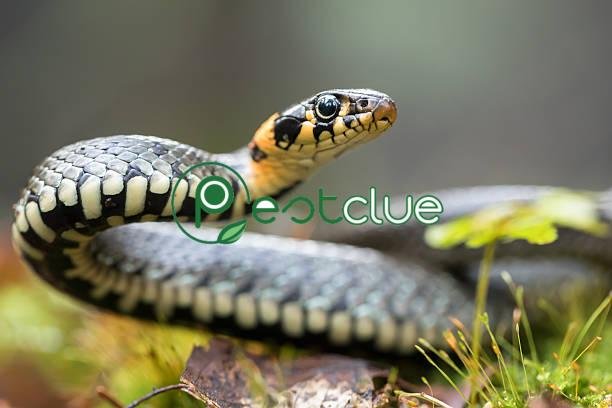 How to Get Rid of Snakes