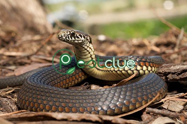 How to Get Rid of Snakes